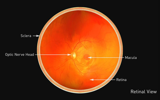 Close-up of a Retina