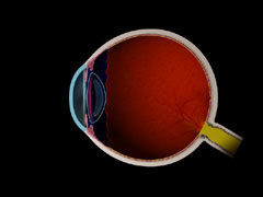 Light focuses beyond the retina causing
blurry close vision 
(Roll your mouse over the image to change it)
